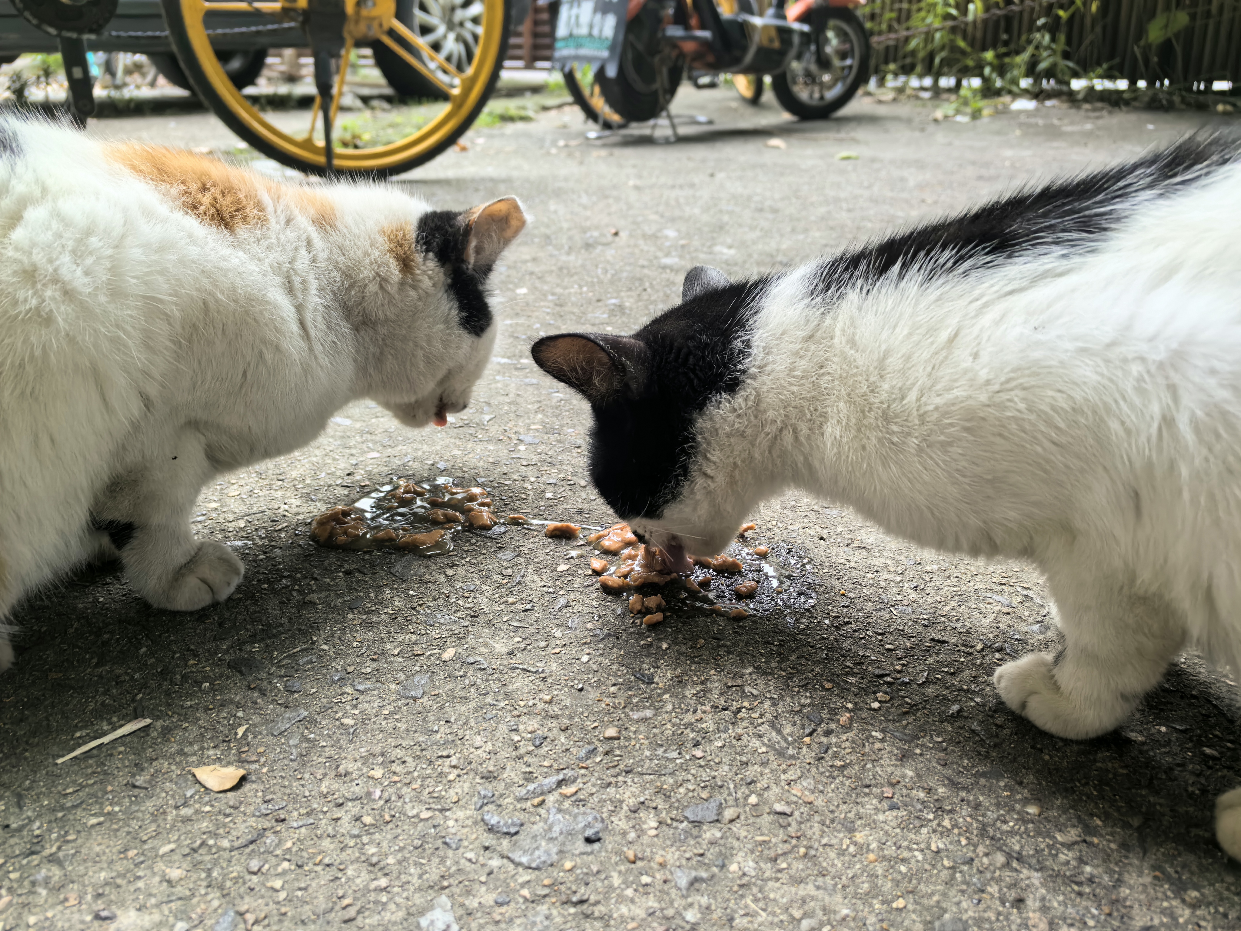 伟嘉主食猫罐头软包 猫主食餐包湿粮 进口成猫妙鲜包85g*24混合味 实拍图