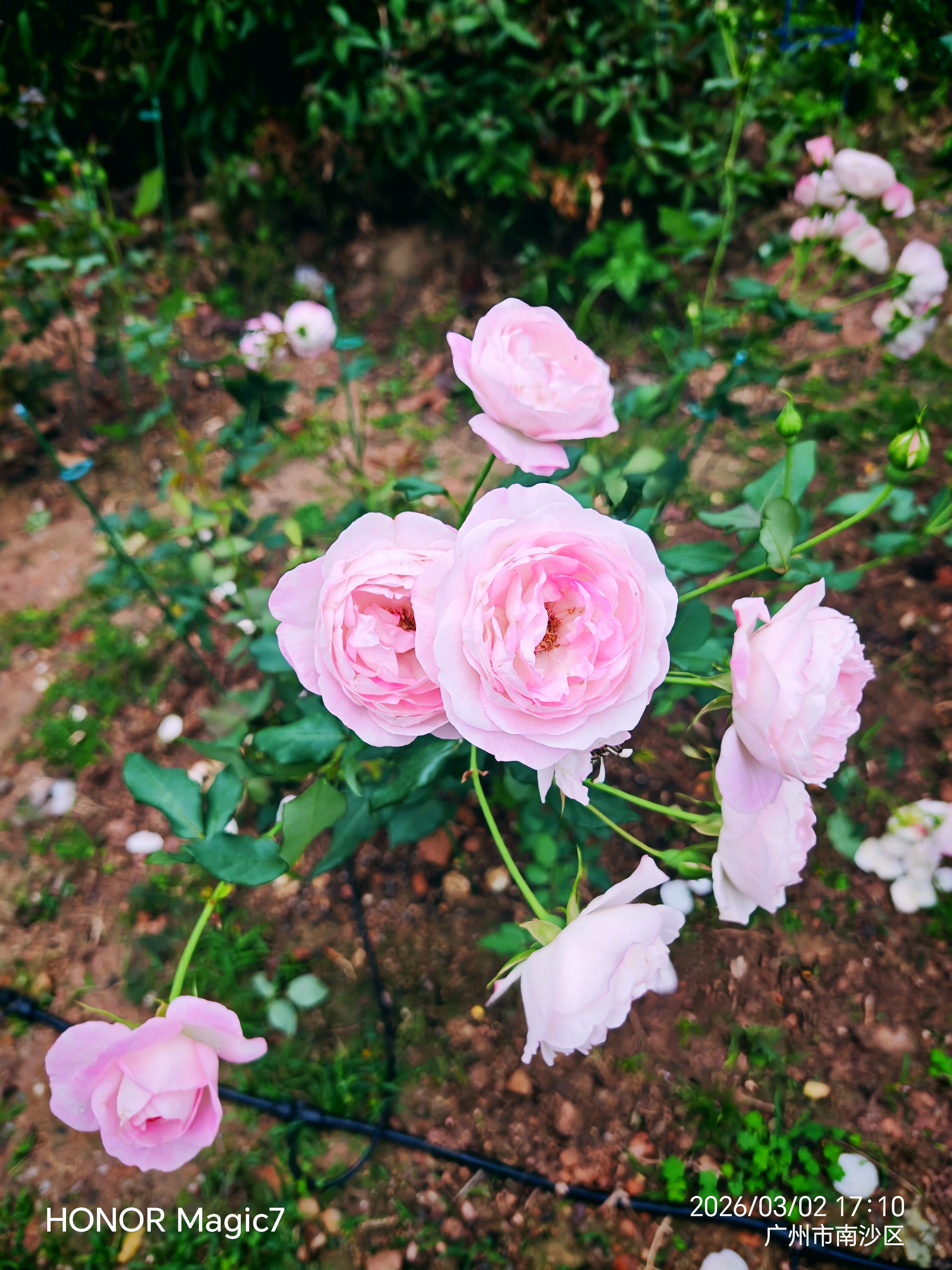 宝莲灯12小时檀香盘香檀香家用室内持久熏香蚊香厕所用卫生间香薰香炉 实拍图