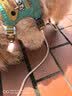 金宠仕宠物剃毛器二合一狗狗电推剪理毛推子剃毛刀猫咪剃脚毛器脚毛修剪 实拍图