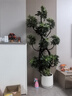 叹为观止大型植物发财树各种大颗盆栽开业乔迁客厅办公室内好养大型花卉 造型鸭脚木【1.5-1.7米】 含盆 实拍图
