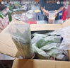 特价绿萝盆栽室内客厅办公室吸甲醛净化空气水培植物绿植花卉好养 【厂房摆放20盆】绿萝+轻奢灰色繁星吸水盆 整体含盆高度20-25cm 实拍图