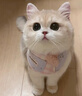 网易严选全价猫粮4.0成幼猫三文鱼亮毛养胃深海鱼虾1.8kg*6袋【宠物金选】 实拍图
