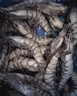 良满鲜福建漳州活冻大号黑虎虾 无冰净重2斤30-40只/盒海鲜礼盒家庭聚餐 实拍图