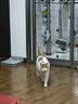 宠幸豆腐猫砂细砂快速结团除臭可溶可冲厕所猫沙猫咪用品低尘 原味豆腐猫砂2.5kg*6 实拍图