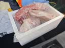 塔塔牧场宁夏盐滩羊肉新鲜现杀12斤整半只羔羊腿羊排生鲜国庆礼盒源头直发 实拍图