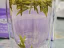徽六绿茶六安瓜片茶叶50g 2026新茶潜香800特二级雨前自己喝可冷泡 实拍图