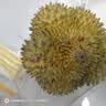 京鲜生 进口金枕头鲜榴莲 净重4-5斤 1个装 生鲜新鲜水果七夕情人节礼物 实拍图