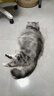 麦富迪猫粮 barf霸弗天然猫粮冻干生骨肉高蛋白成猫粮养胃增肌牛肉5.4kg 实拍图