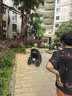 迈德斯特【免费上门安装】电动轮椅车全地形可折叠后躺老人专用居家出行 实拍图
