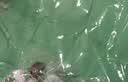 徕兹1.6*1米绿色背景布拍摄摄影直播绿幕背景布抠像布加厚纯色绿布背景布拍照背景布便携式绿布 实拍图