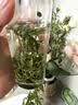 恩施玉露绿茶茶叶2026新茶100g明前嫩芽恩施富硒产区蒸青冷泡罐装自己喝 实拍图