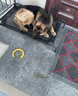 红狗猫用维生素软颗粒6g尝鲜装猫咪维生素猫用维生素宠物猫藓8合1配方 实拍图