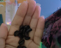 吉意欧意式咖啡豆500g深烘拼配阿拉比卡特浓无酸黑咖啡拿铁手冲油脂 实拍图