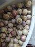 琦拉独头蒜大蒜头 2024云南大理紫皮独蒜 精品新鲜干蒜湿蒜农家自种 独头蒜-2斤-小果【2.0-2.5cm】 实拍图