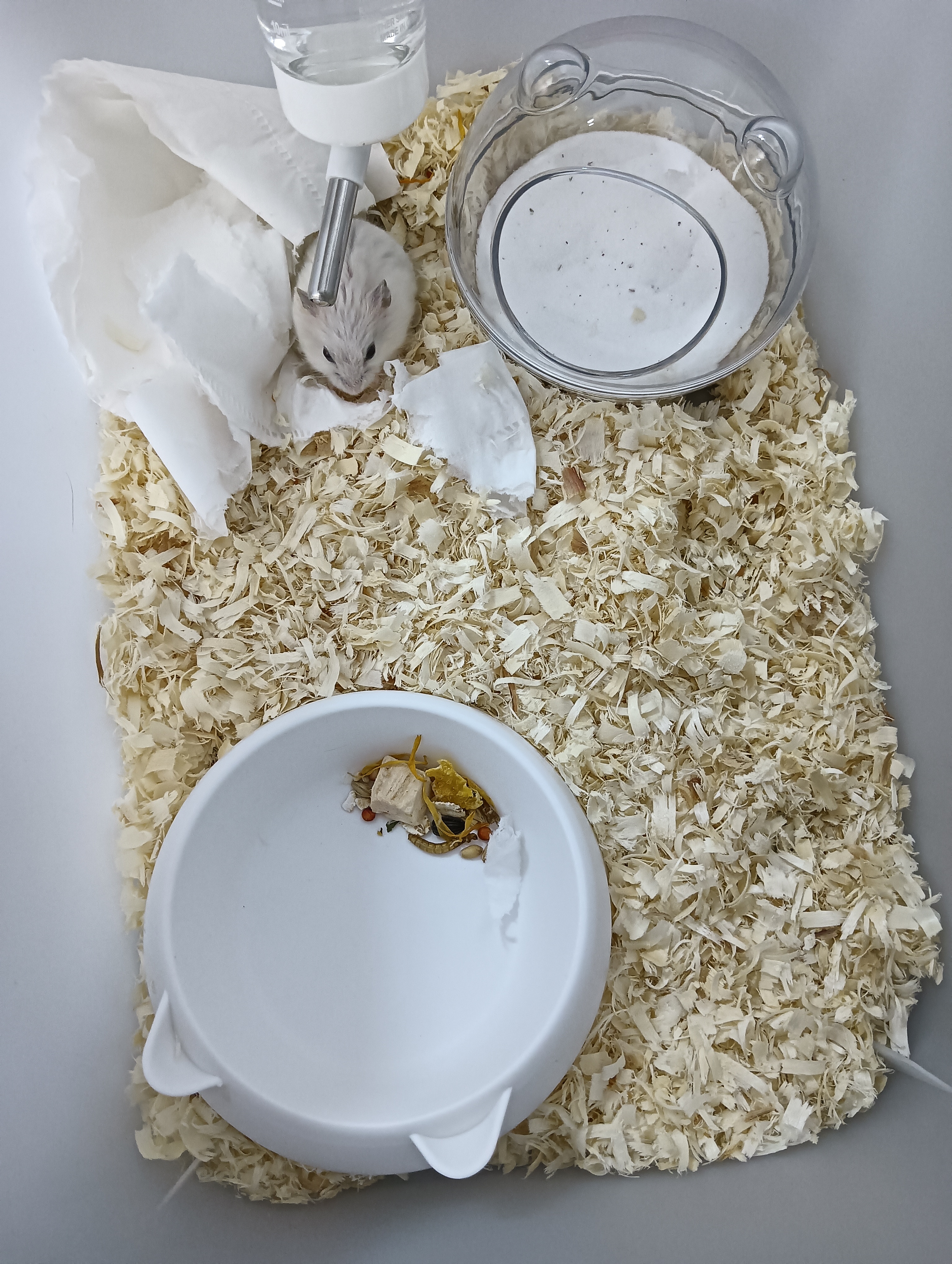 小仓鼠活体送笼子金丝熊银狐布丁紫仓次日达奶茶公婆奶牛熊活体 银狐+布丁 一公一母 实拍图
