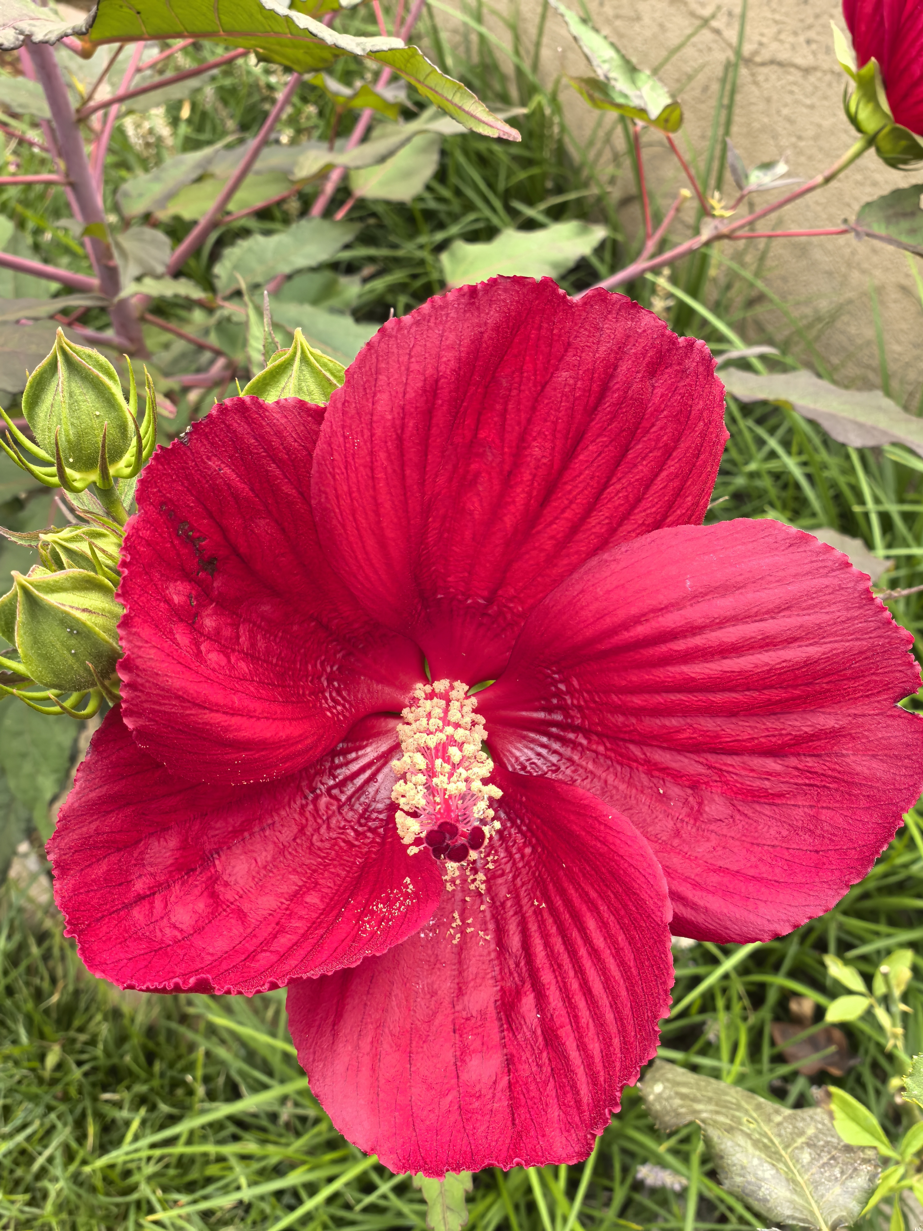 阿芙（AFU）极光玫瑰美白丸亮肤精华油面部淡斑提亮护肤品礼物 【推荐180粒】美白丸礼盒90粒*2 实拍图