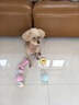 HELLOJOY狗狗玩具球小狗磨牙棒骨头耐咬狗咬胶小型犬宠物用品幼犬自嗨解闷 实拍图