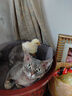 普安特宠物驱虫药猫咪体内外同驱虫滴剂耳螨驱除跳蚤螨虫蛔虫心丝虫滴派 实拍图