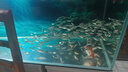 森森（SUNSUN）耀蓝鱼缸水泵小型潜水泵过滤泵抽水泵YQP-2500 40W 实拍图