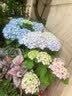 花翁绣球花苗无尽夏大花幸运八仙花阳台室内庭院花卉盆栽植物源头直发 实拍图