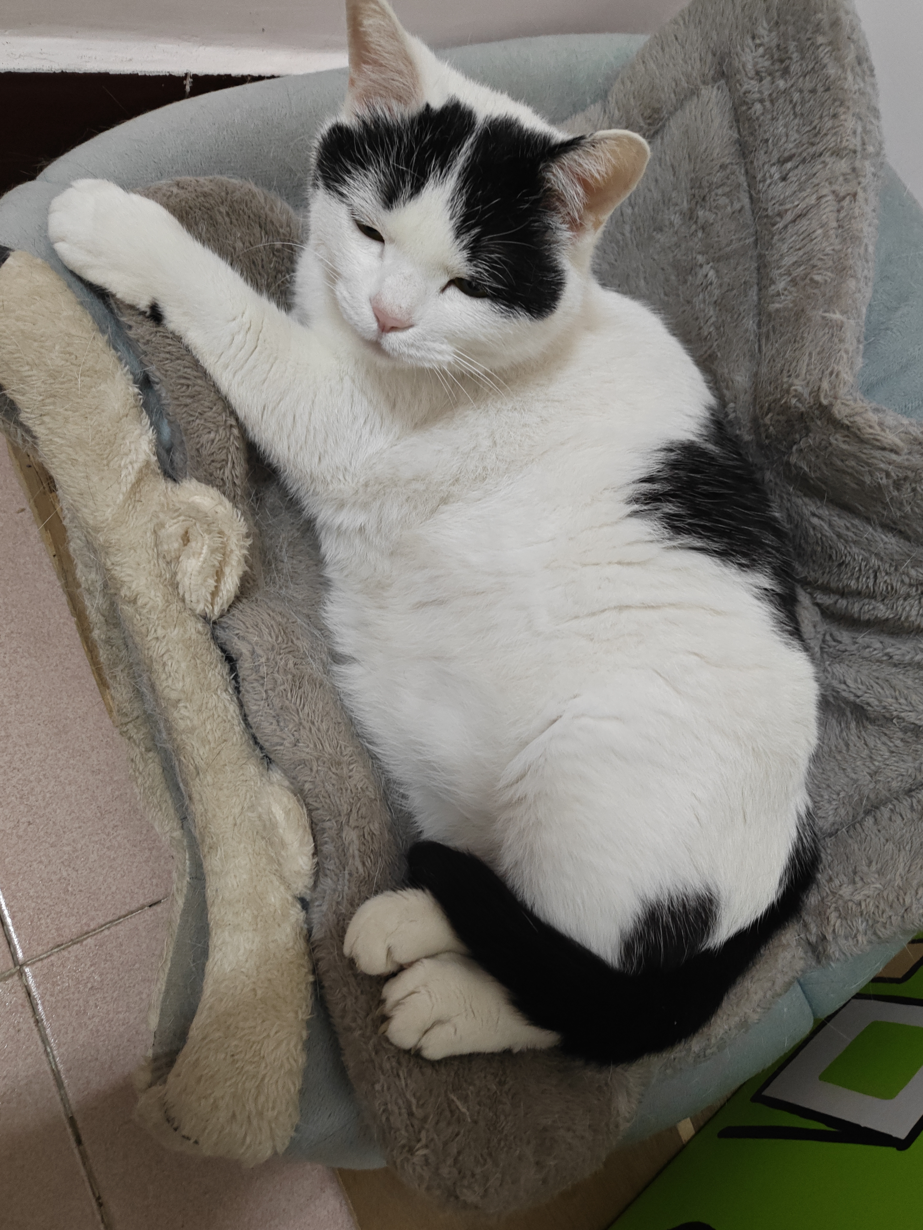 凯锐思天然猫粮成猫粮鱼肉海洋鱼全价猫粮成猫4斤 实拍图