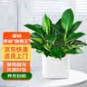 双盟金钻绿公主办公室绿植盆栽吸毒王吸甲醛三棵方型盆1盆装源头直发 实拍图