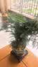 花行榜文竹盆栽绿植物室内客厅中式禅意盆景办公室摆件高端花卉源头直发 实拍图