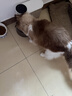 网易严选猫湿粮零食浓汤大口肉罐头鸡肉+三文鱼 85g*24罐 实拍图