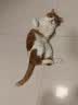 卫仕深海美毛爆爆袋猫干粮成猫幼猫冻干鲜肉猫粮4.5kg 实拍图