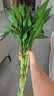 苏沥富贵竹水培植物绿植室内盆栽客厅招财粗杆带根水养节节高特级竹子 富贵竹 【买10送10】特级富贵竹65-76cm【20颗】 实拍图
