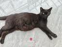 迪尤克（DIYOUKE）全价猫粮 幼猫成猫通用猫干粮 低盐鲜肉美毛 鱼肉味猫粮10kg 实拍图