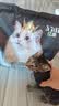 亿迪猫粮冻干幼猫成猫10斤全价英短蓝猫布偶老年猫国产通用全阶段5kg 实拍图
