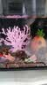 阿拖（ATUO）海绵宝宝珊瑚造景躲避屋卡通公仔菠萝屋鱼缸小摆件水族箱装饰全套 实拍图