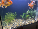 派乐特 鱼缸过滤材料水族火山石陶瓷环细菌球器材用品十二合一滤材1kg 实拍图