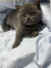 弗列加特猫粮 全价鲜肉天然粮 磷虾油美毛配方 成猫粮鸡肉味100g 实拍图