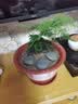 文竹盆栽绿植花卉盆景植物室内客厅水培文松云竹文竹大苗四季常青 小文竹【3棵性价比高】原土球发货 高度15-25cm 实拍图