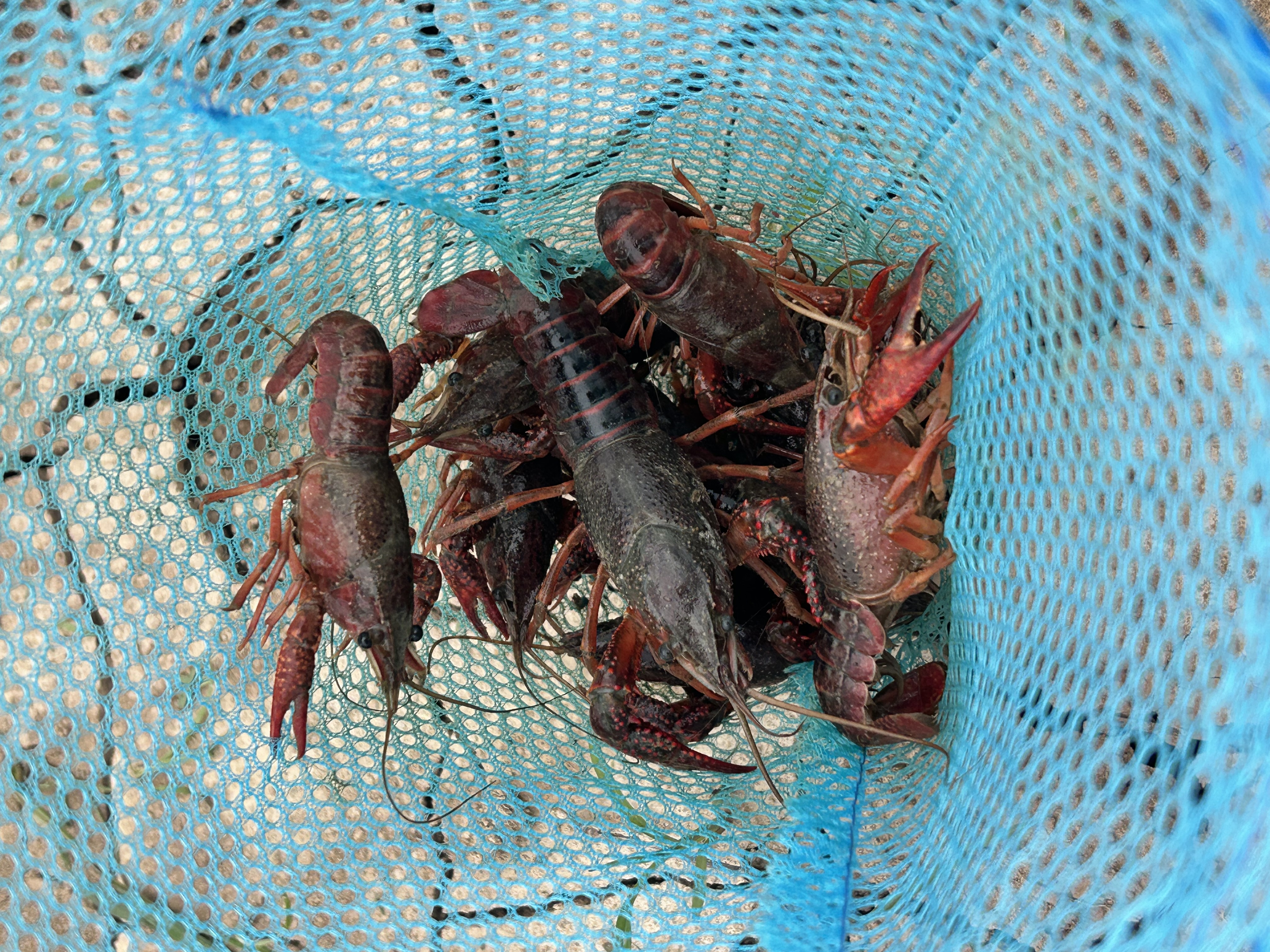 丹尼阳光（DANISUNY）泳衣女泡温泉保守分体遮肚显瘦两件套新款高级感沙滩度假学生泳装 蓝色 XL (建议110-120斤) 实拍图