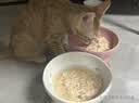 顽皮（Wanpy）Happy100果饭儿系列宠物零食猫罐头三文鱼80g*12罐 猫粮猫罐头 实拍图