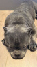 豆柴（docile）冻干三拼成犬狗粮添加有益菌蛋黄鸡肉鸭肉粒通用无谷粮10kg/20斤 实拍图