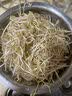 【粤菜鲜】绿豆芽300g 实拍图