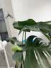 双盟龟背竹水培老桩大叶开背绿植盆栽除甲醛50-70cm1棵不含瓶源头直发 实拍图