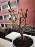 花翁海棠花盆栽树苗重瓣长寿冠盆景老桩庭院阳台绿植室内花卉源头直发 实拍图