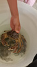 【活蟹】湖鲜阳澄 大闸蟹 去绳足重 2.3-2.6两 10只 鲜活六月黄现货超大螃蟹生鲜礼盒装 实拍图