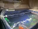 派乐特 鱼缸过滤材料水族火山石陶瓷环细菌球器材用品十二合一滤材1kg 实拍图