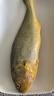 三都港 冷冻黄花鱼700g/2条装 宁德大黄鱼 深海鱼 生鲜 鱼类 海鲜水产 实拍图