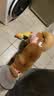 宠号狗狗绝育服母犬四脚衣手术服断奶衣服小中大型犬金毛柯基泰迪比熊 粉色（四季纯棉 绝育仅母犬可用） L 建议20-40斤 实拍图