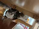 FARMINA PET FOODS法米娜减肥猫粮鲱鱼甜橙绝育成猫粮5kg 实拍图