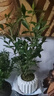 八芽小叶栀子花盆栽开花植物室内桌面茶几好养花卉绿植办公室净化空气 小叶栀子花-陶瓷竖纹盆 带盆栽好 实拍图