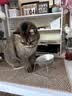 甜浪海猫碗狗碗304不锈钢猫食盆防打翻猫咪喝水碗保护颈椎增高宠物饭碗 实拍图