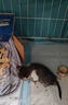 顽皮（Wanpy）顽皮经典全价主食猫罐吞拿鱼虾仁配方85g*24成猫零食主食黑金罐头 实拍图